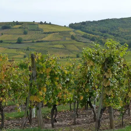 Pres De Colmar Διαμέρισμα Munster (Haut-Rhin)
